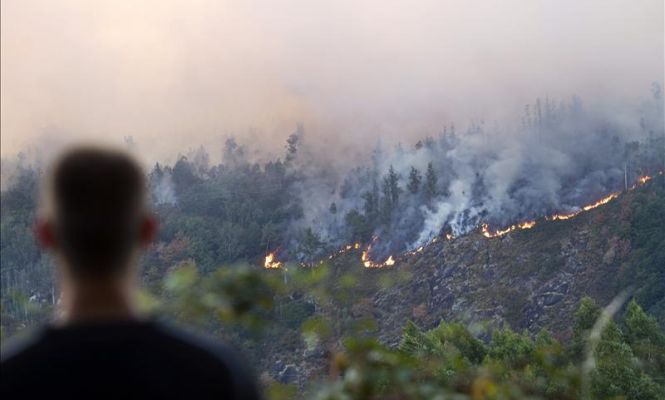 bosque-fuego-665.jpg
