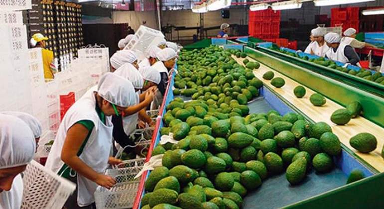 Agroexportacin