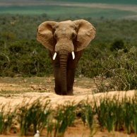 elefante.jpg