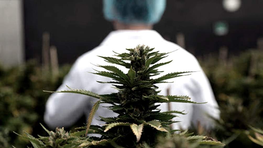 Cannabis.jpg