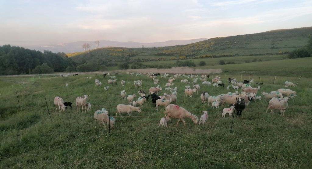 GANADERIA GALEGA