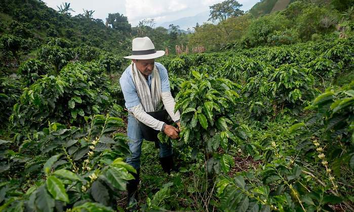 cafetero.jpg