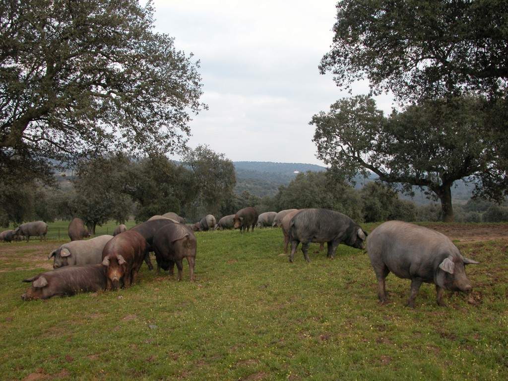 cerdosibericos.JPG