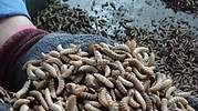 Llegan las granjas de insectos para alimentación animal