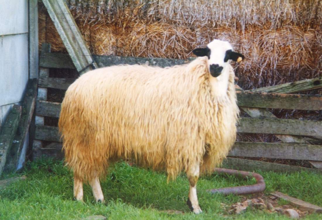 oveja-churra.jpg