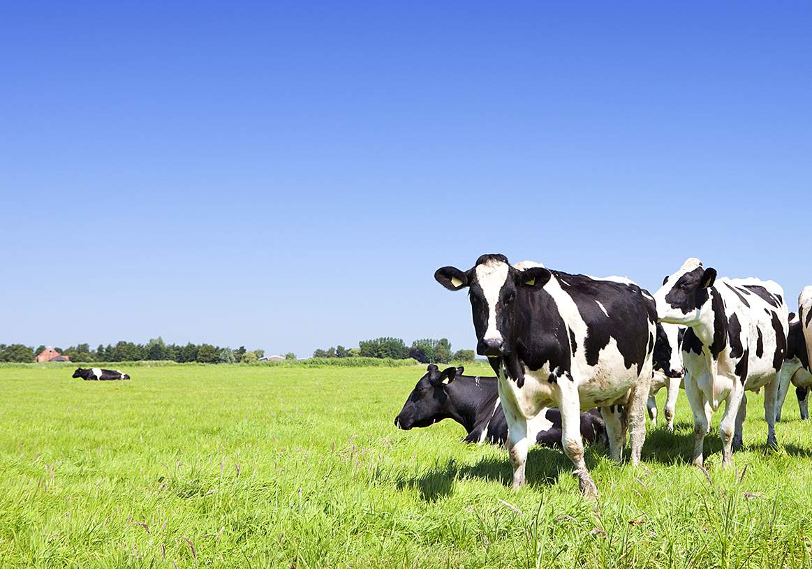 vacas-prado-verde.jpg