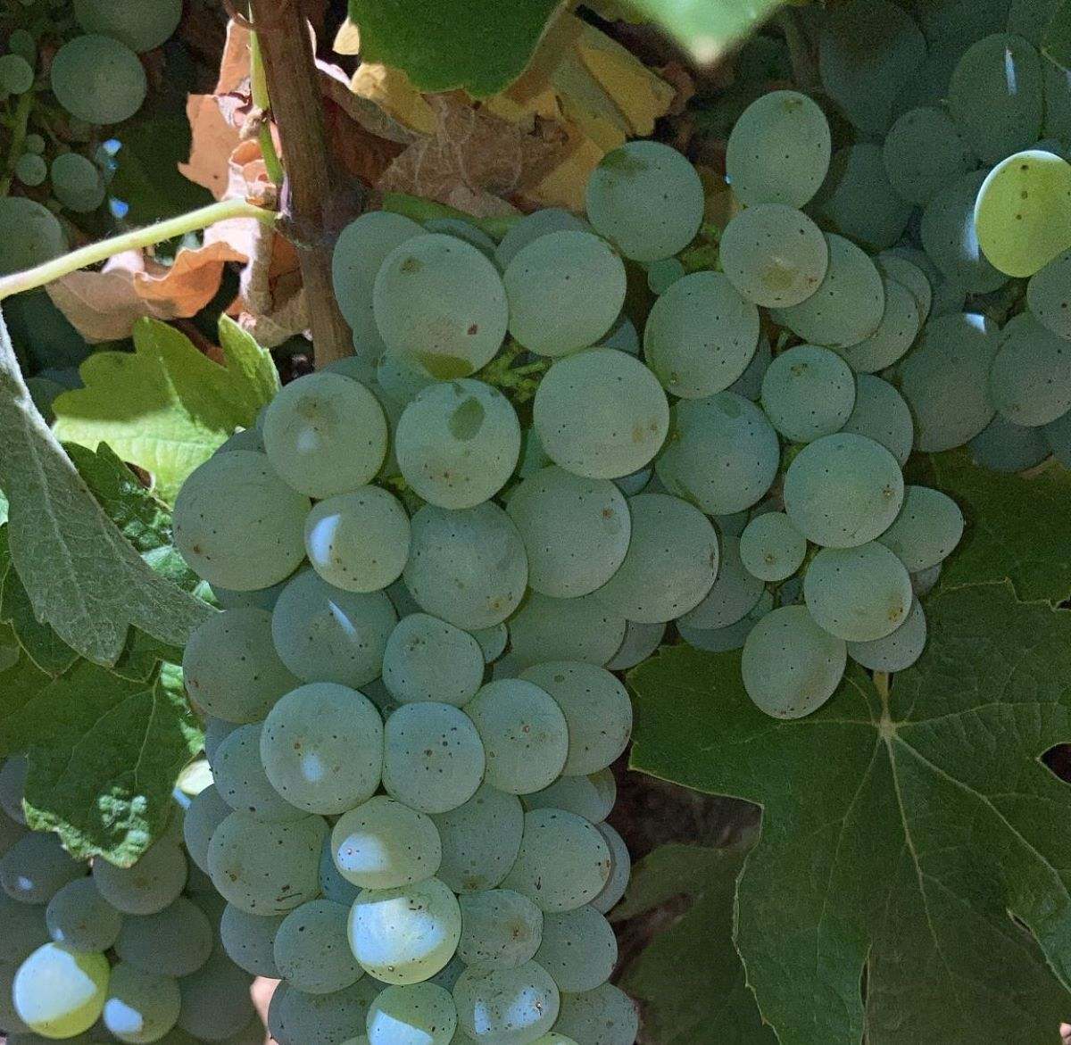 Uva de la variedad Godello