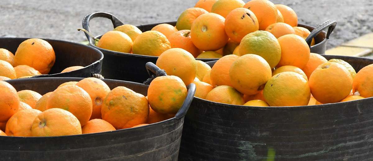 reciclaje frutas y verduras