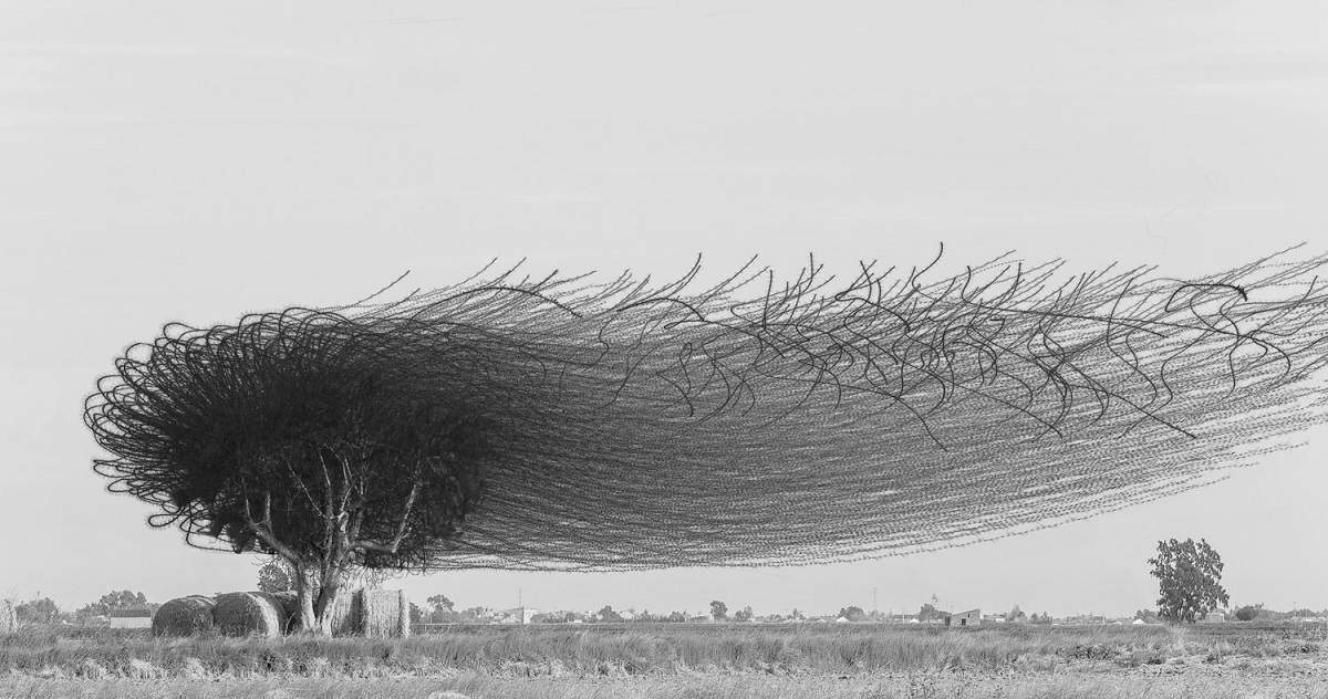 Ornithography_152.jpeg