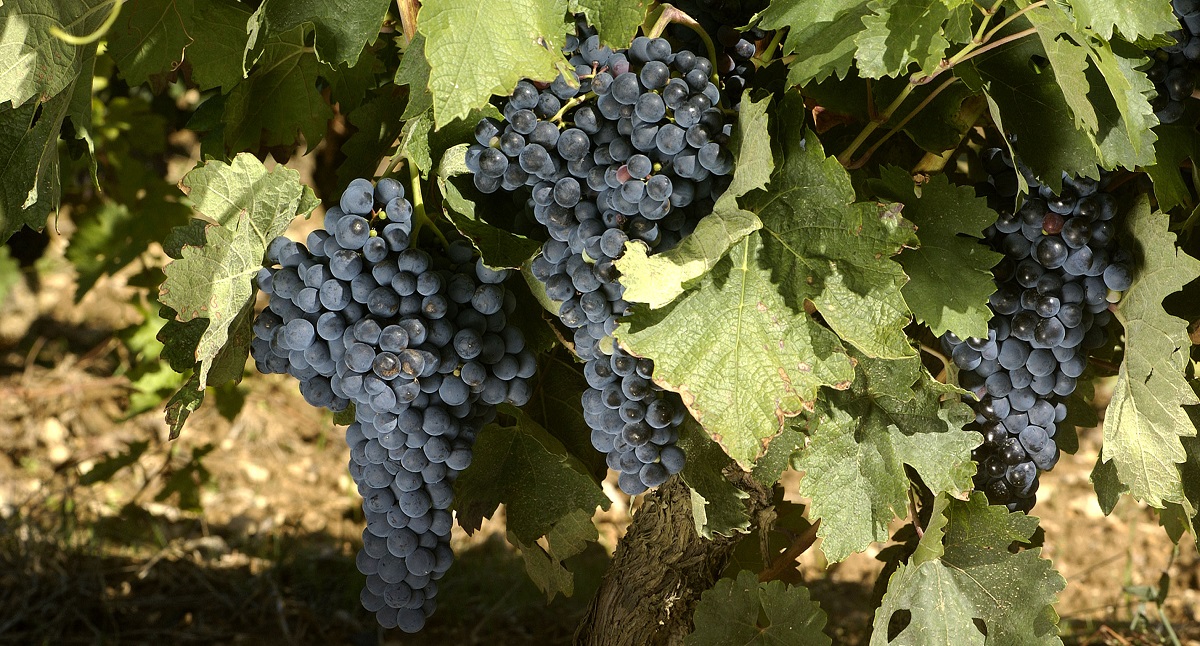 Racimos-vendimia-Rioja-Alavesa-Irekia-1200.jpg