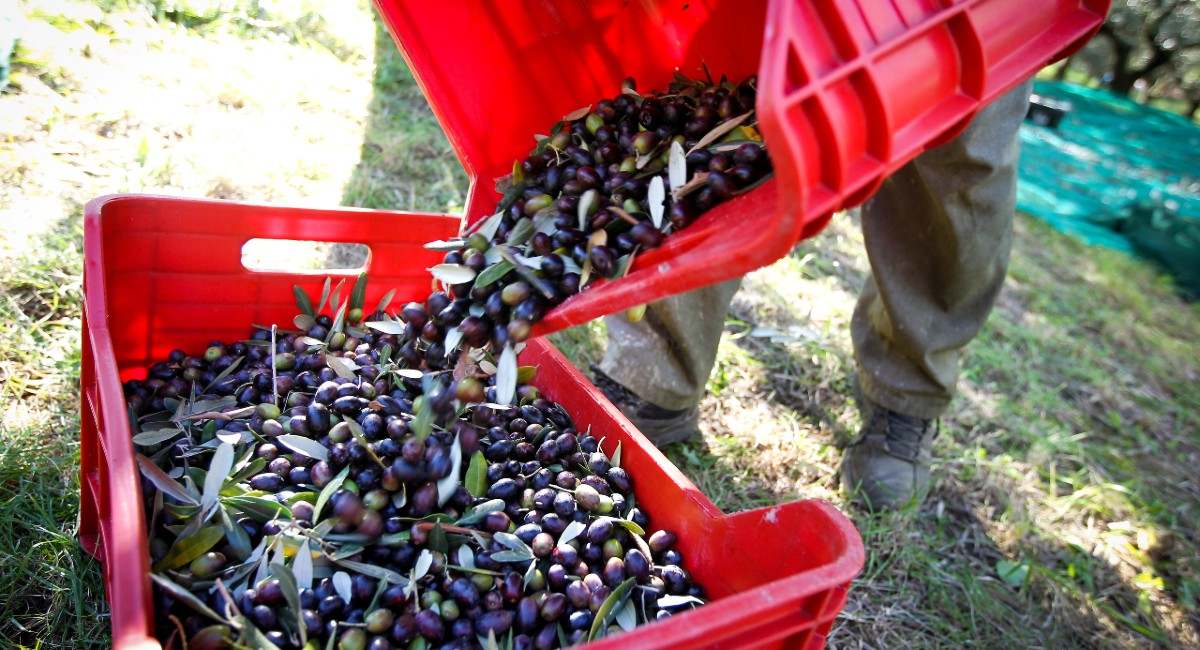 aceituna