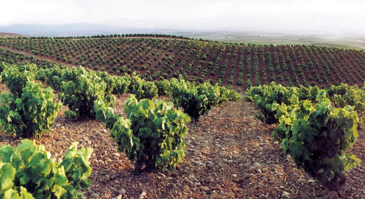 DO-Carinena_Vinedos-1.jpg