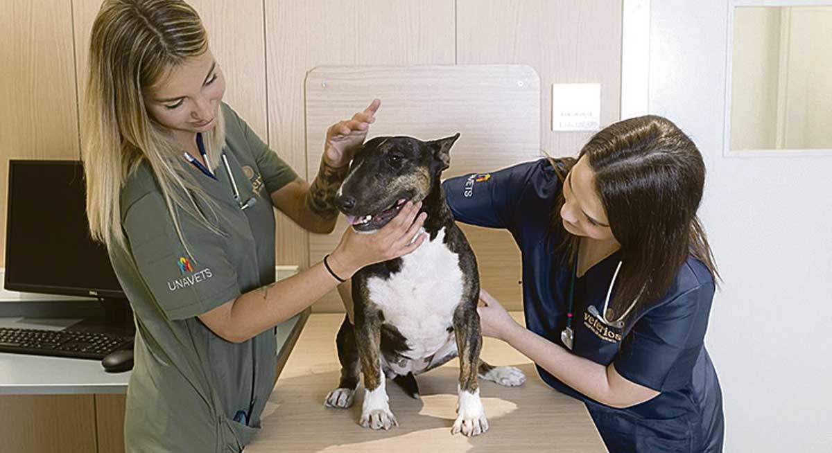 veterinario.jpg