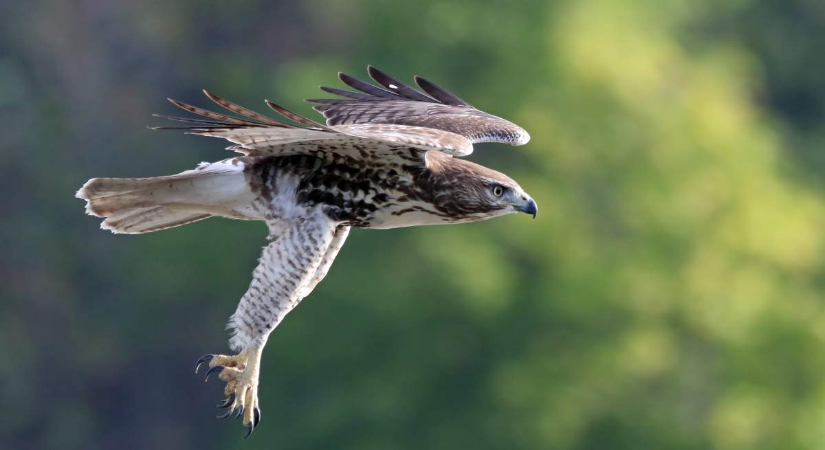 halcon-sobrevuela-garras.jpg