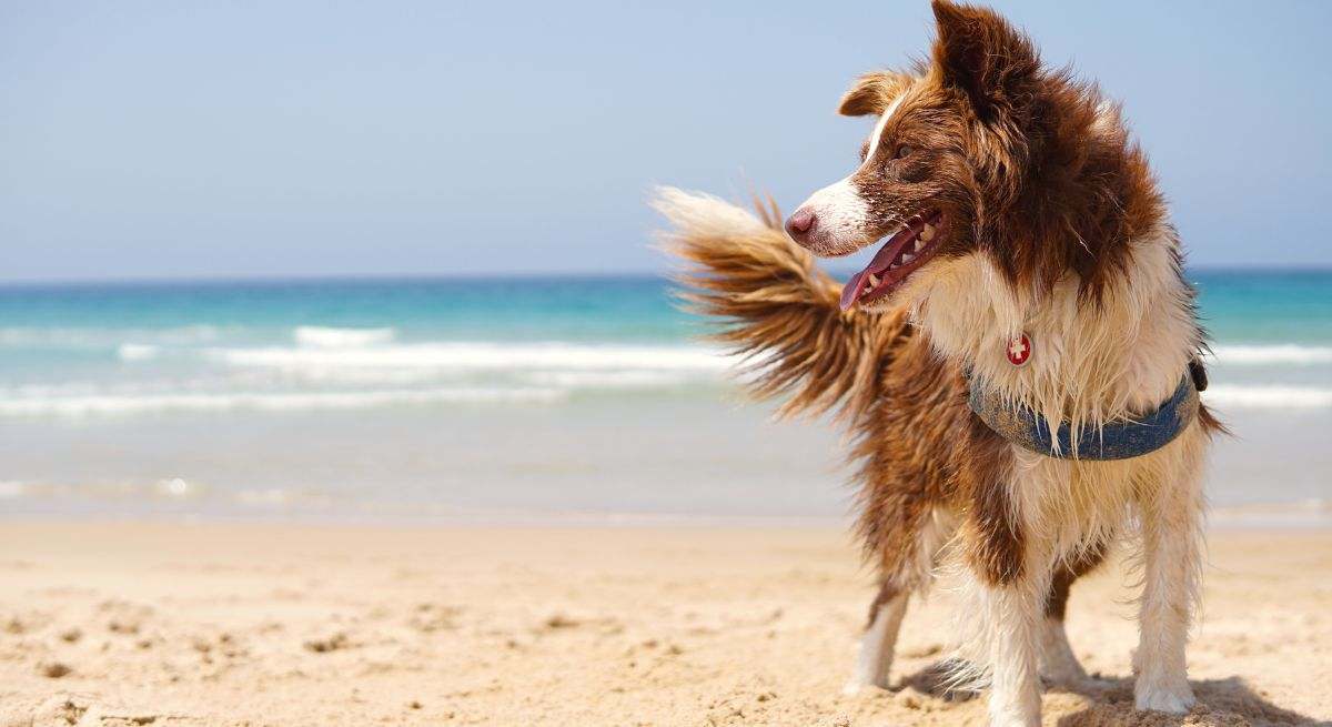 Un perro en la playa