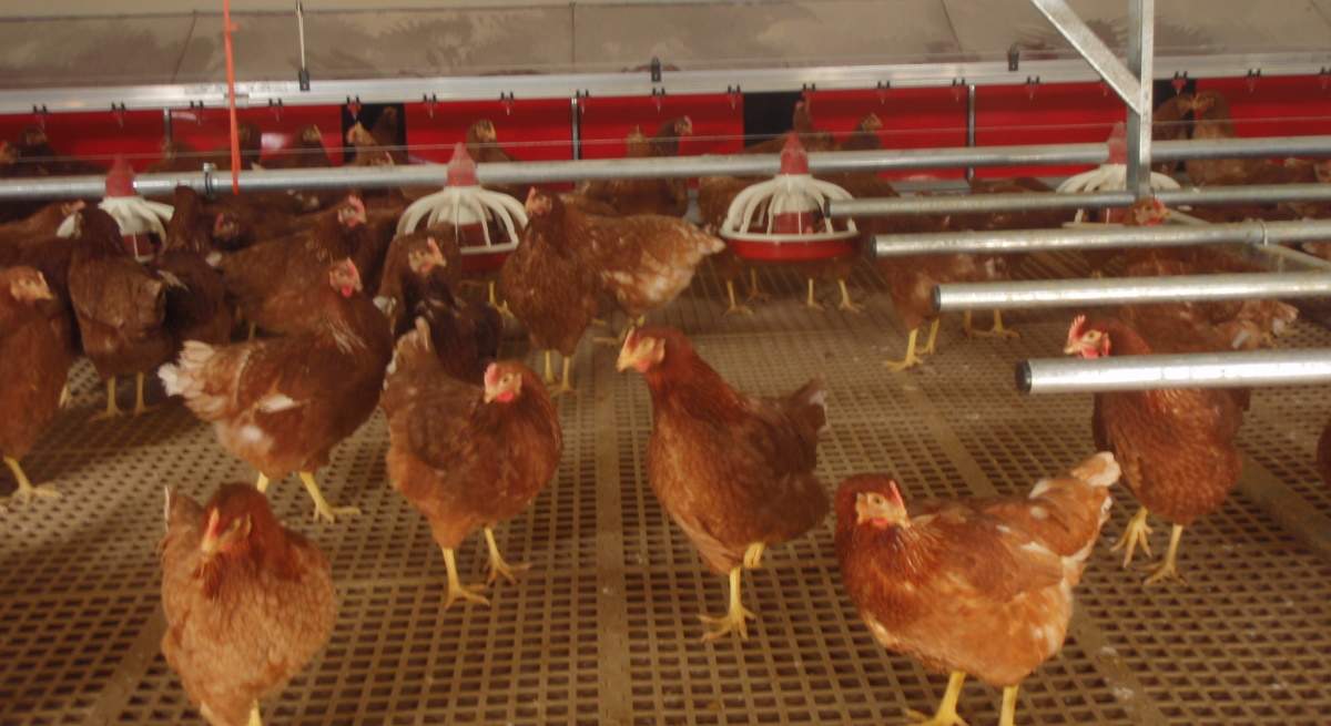Pollo