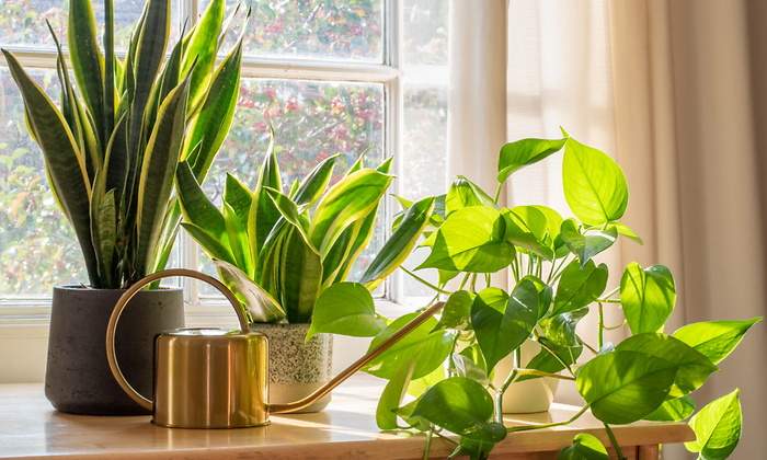 plantas-ola-calor.jpg