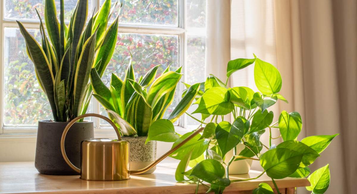 plantas-ola-calor.jpg