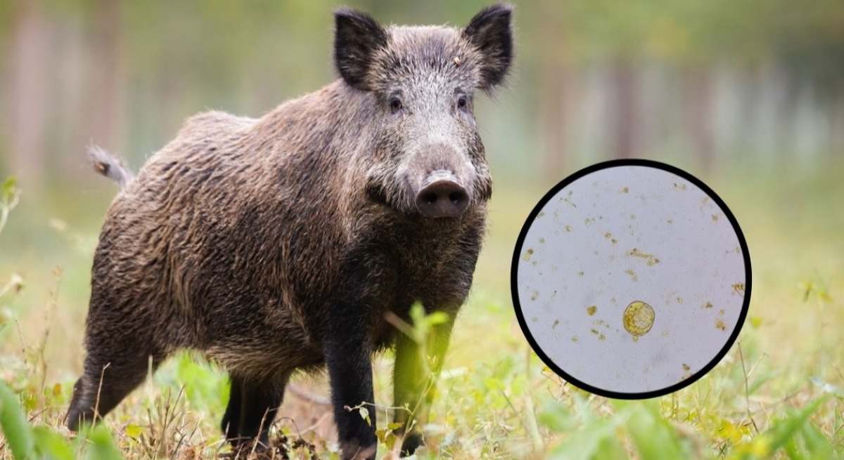 Jabalí junto a la imagen de microscopio del parásito