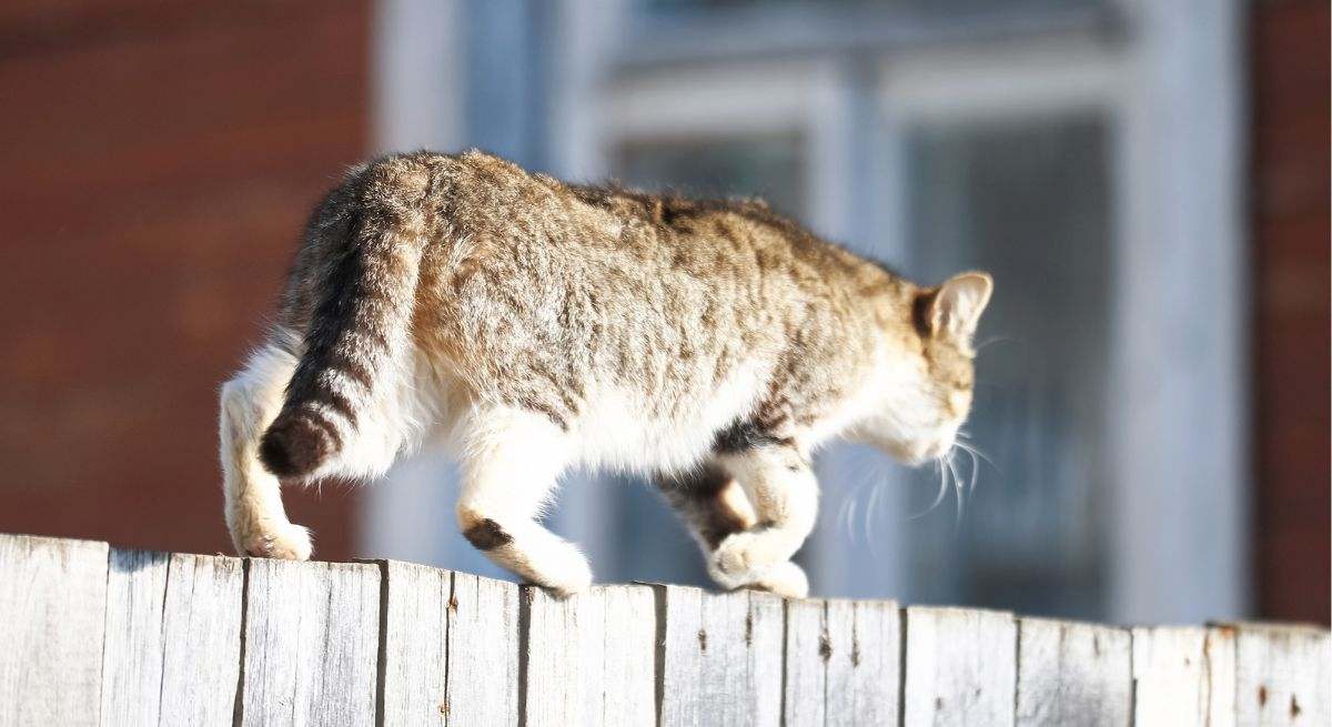 Un gato se entretiene en España
