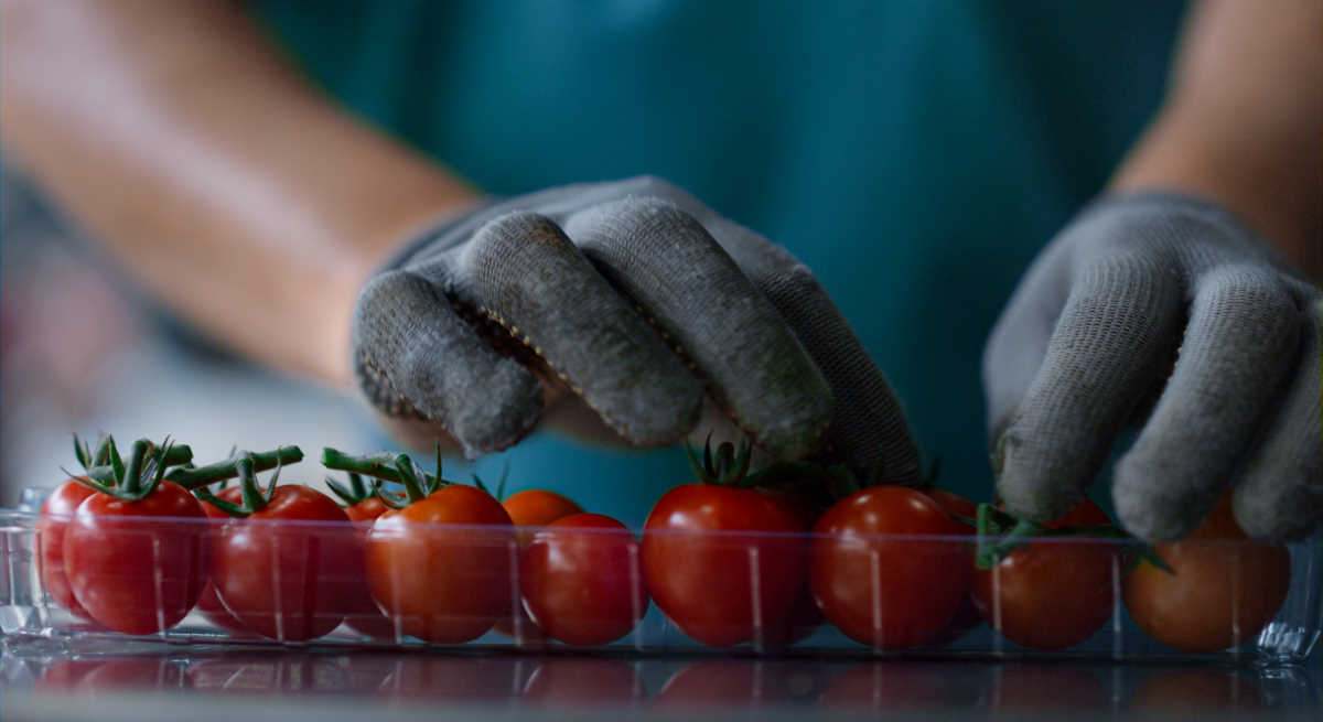 Un trabajador con tomatés cherri en una caja de plástico