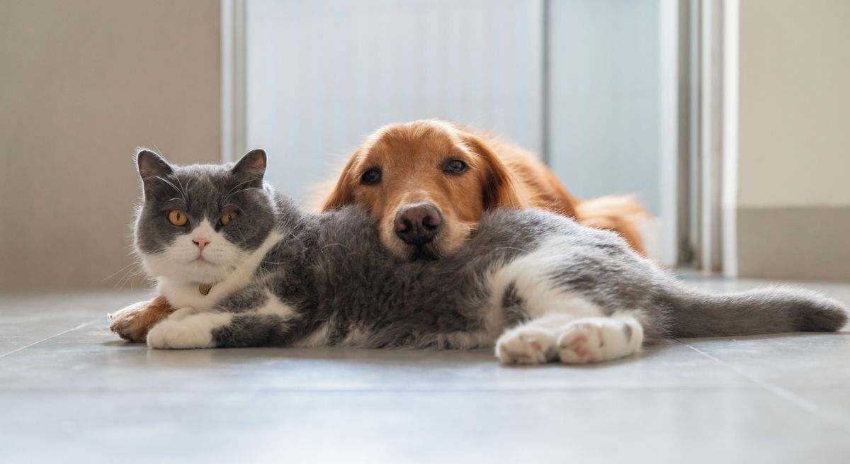 perro-gato-istock.jpg