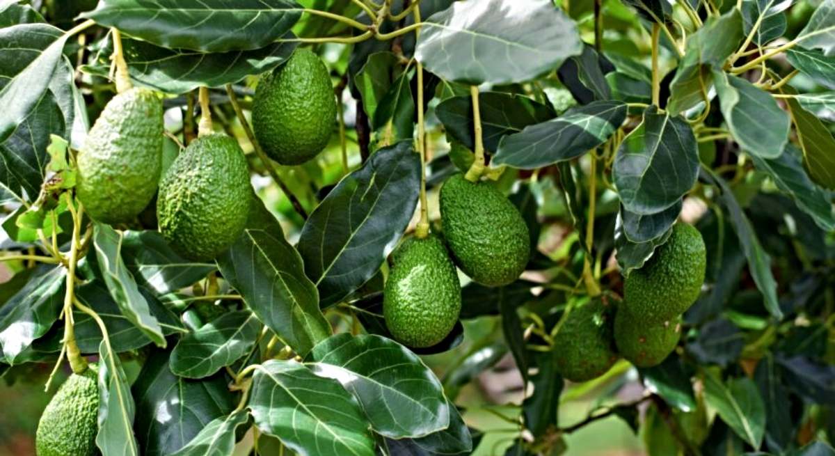 Cultivo de aguacates