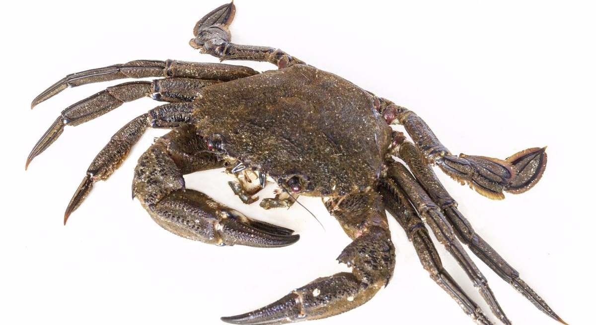 NECORA