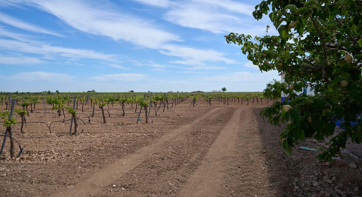 ayudas vino