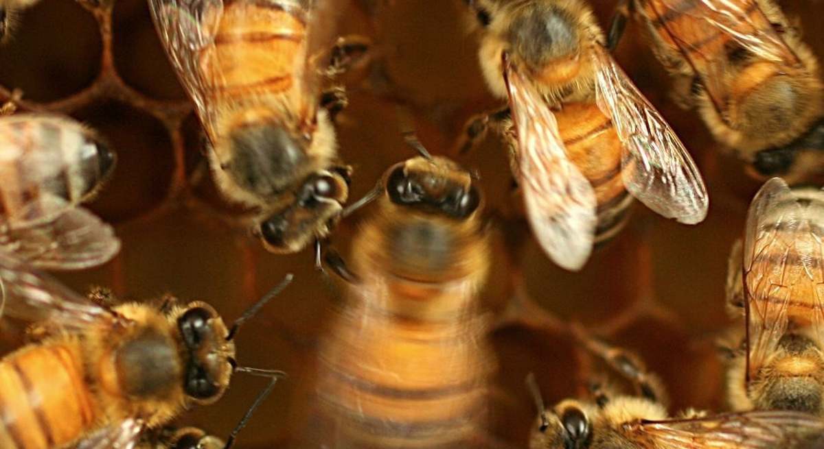 abejas