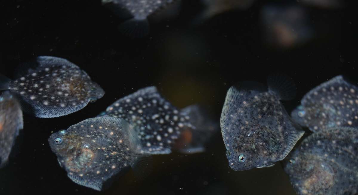 CETGA ACUICULTURA
