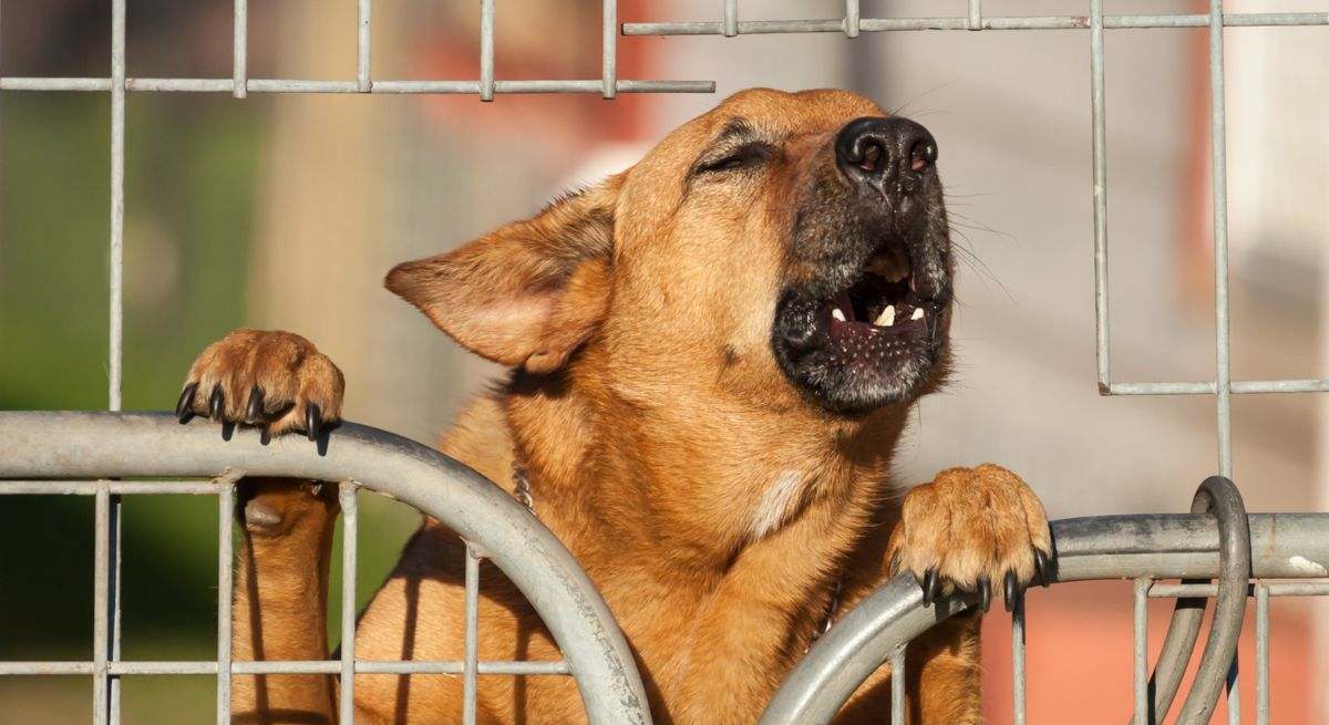 Un perro ladra desde un cercado. / Foto: Dreamstime