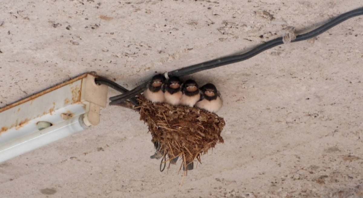Destruir los nidos de golondrina de tu casa te podría costar 200.000 euros.