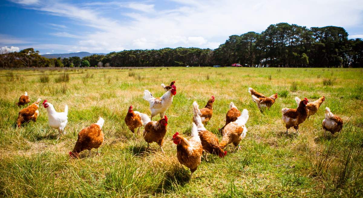 Gallinas