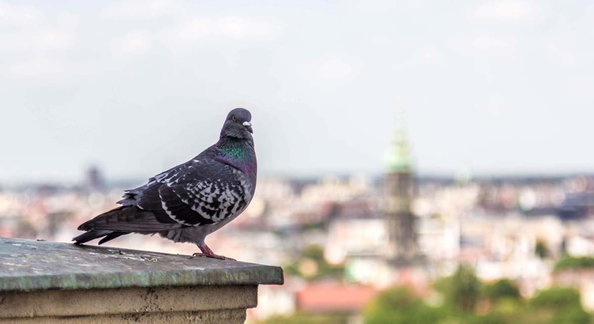 paloma-berlin-istock.jpg