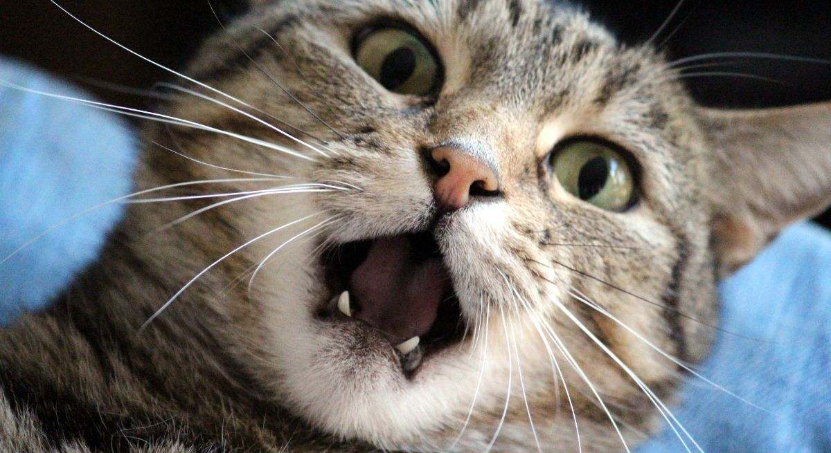 Un gato sorprendido