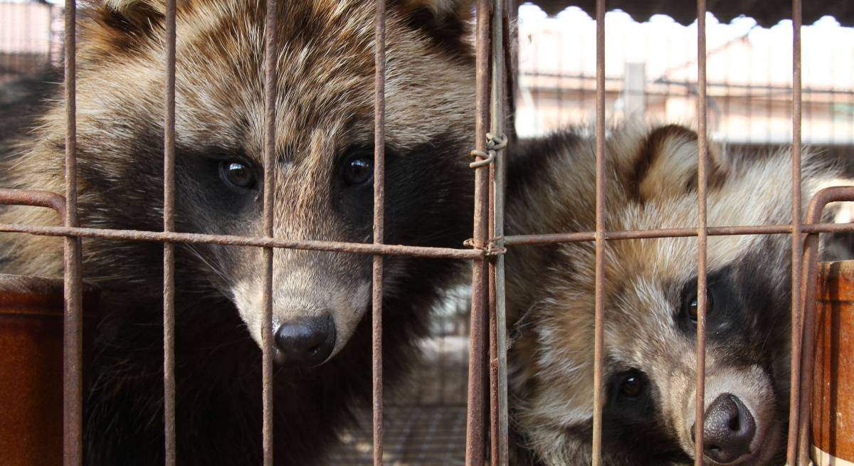 EuropaPress_2289834_perros_mapache_enjaulados_china_antes_ser_despellejados_vivos_obtener-1.jpg