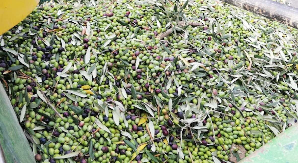 Aceitunas de recolección temprana.
