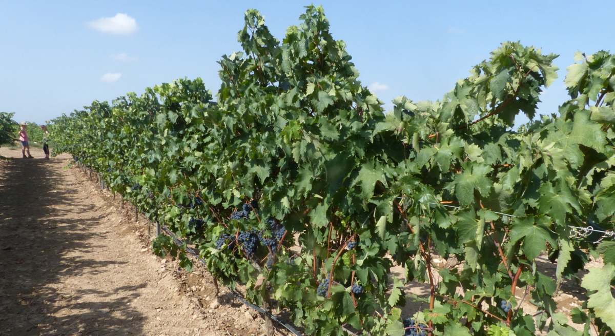 agricultura plagas