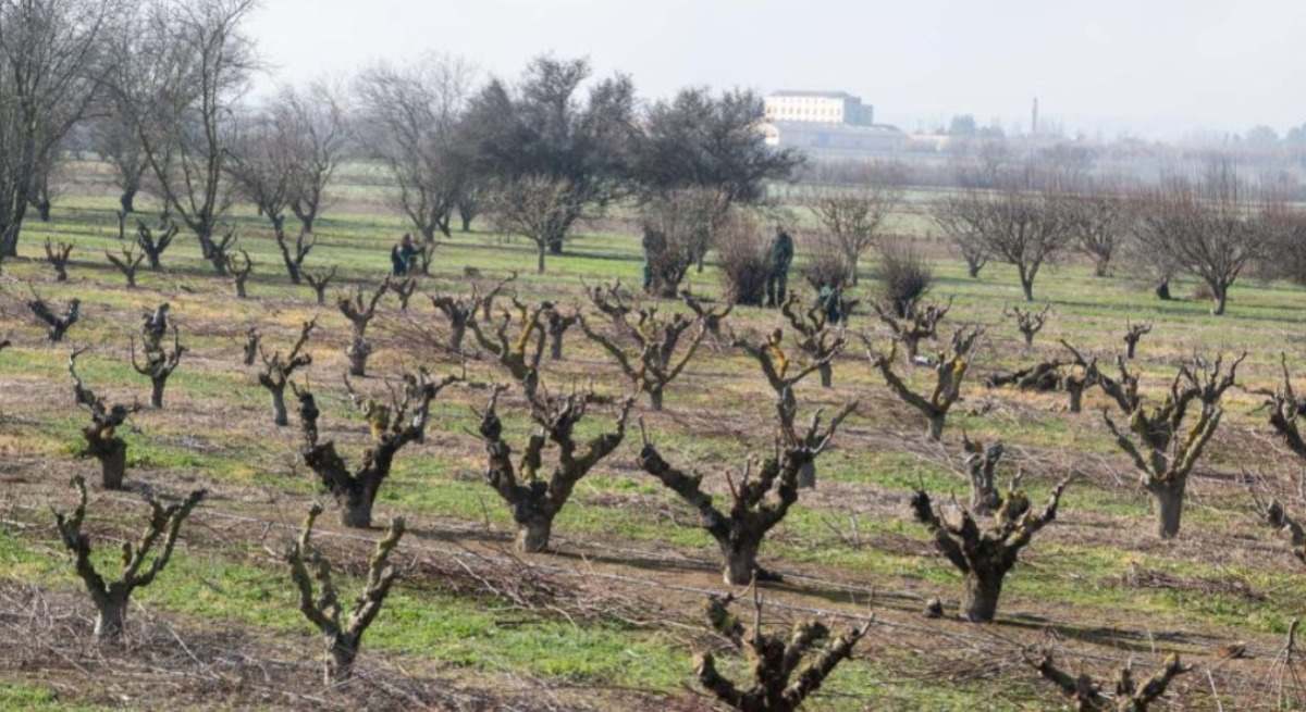ayudas agrarias aragon