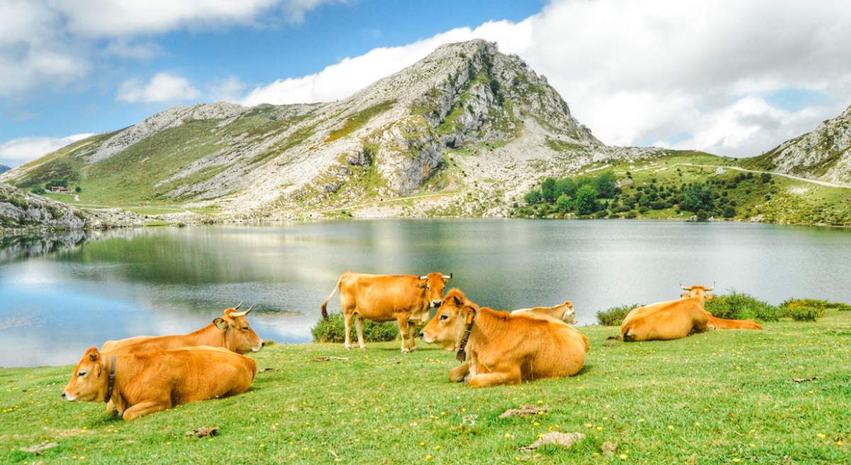 truco-vacas-lluvia.jpg
