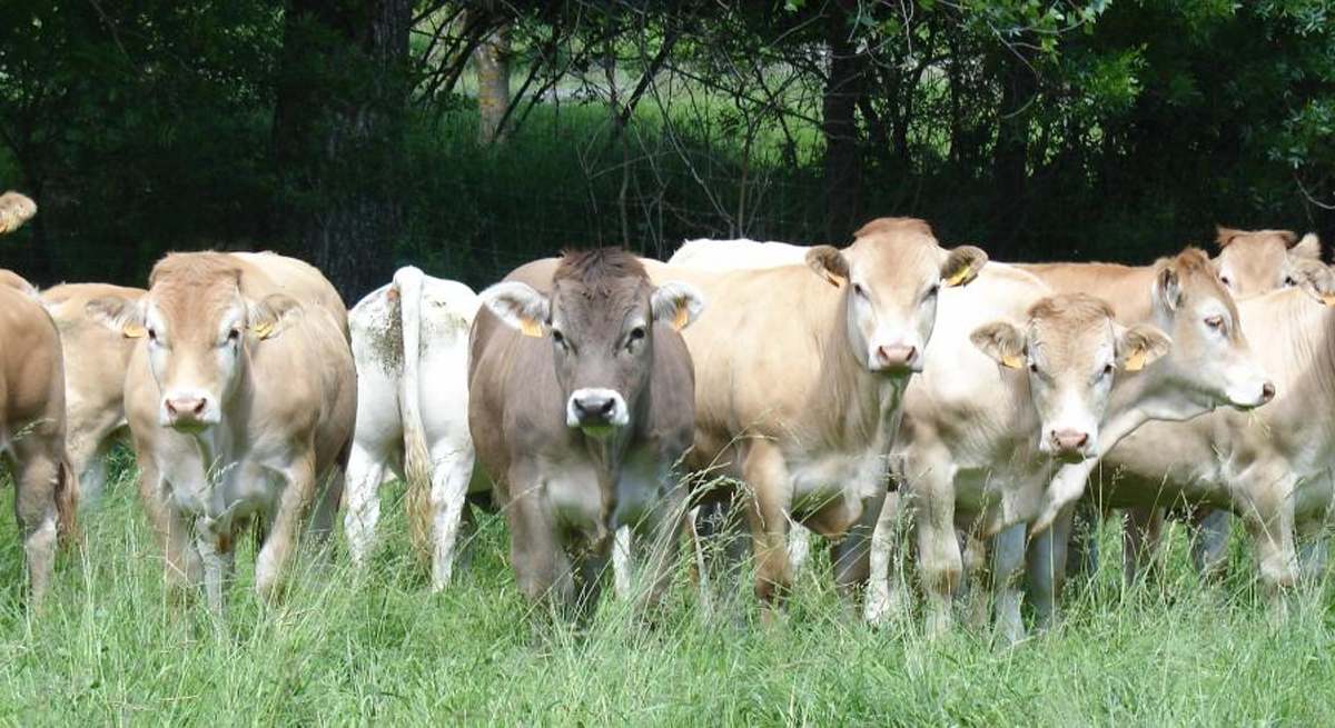 vacas