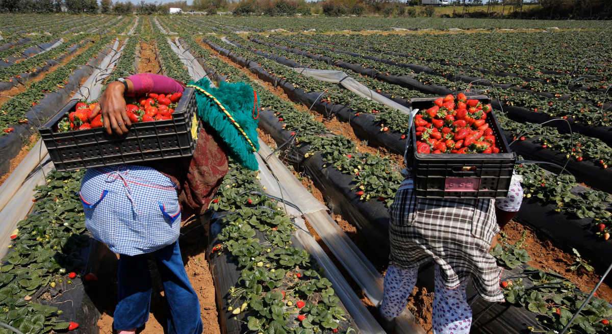 Trabajadores en Marruecos recogiendo fresas