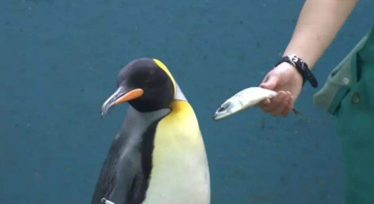 pinguinos-japon-rechazo.jpg
