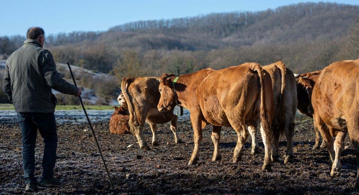 vacas.jpg