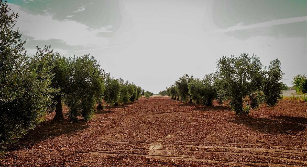 Olivares extremeños de aceituna manzanilla
