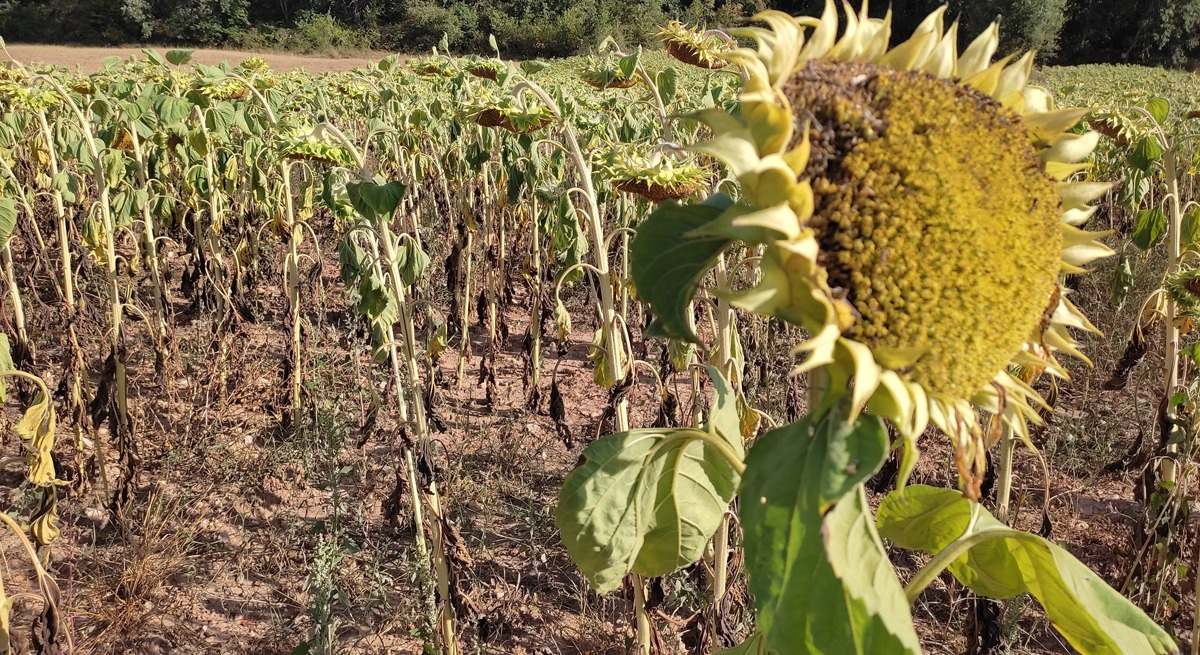 girasol