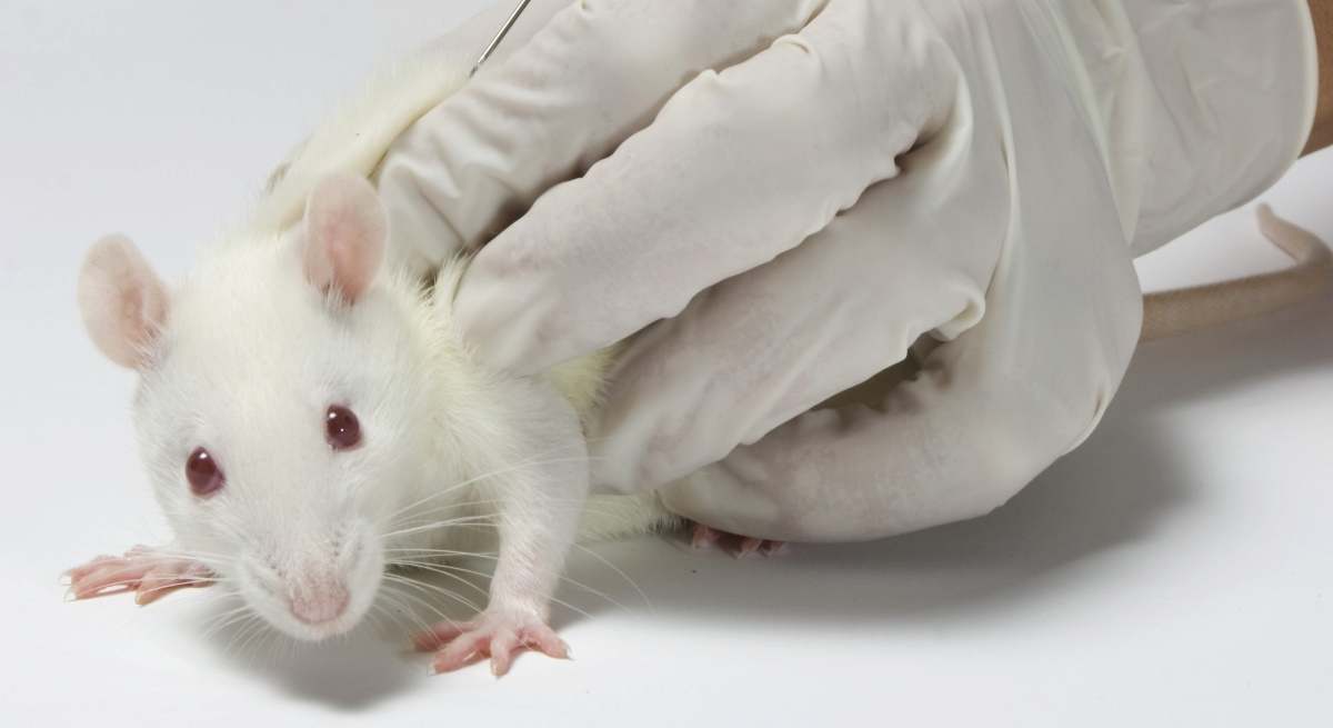 ratonessss.jpg