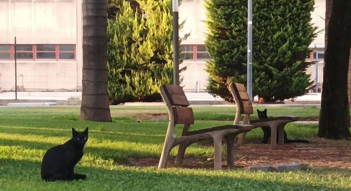 Gatos en el campus de Valencia de la Universidad Politécnica de Valencia.