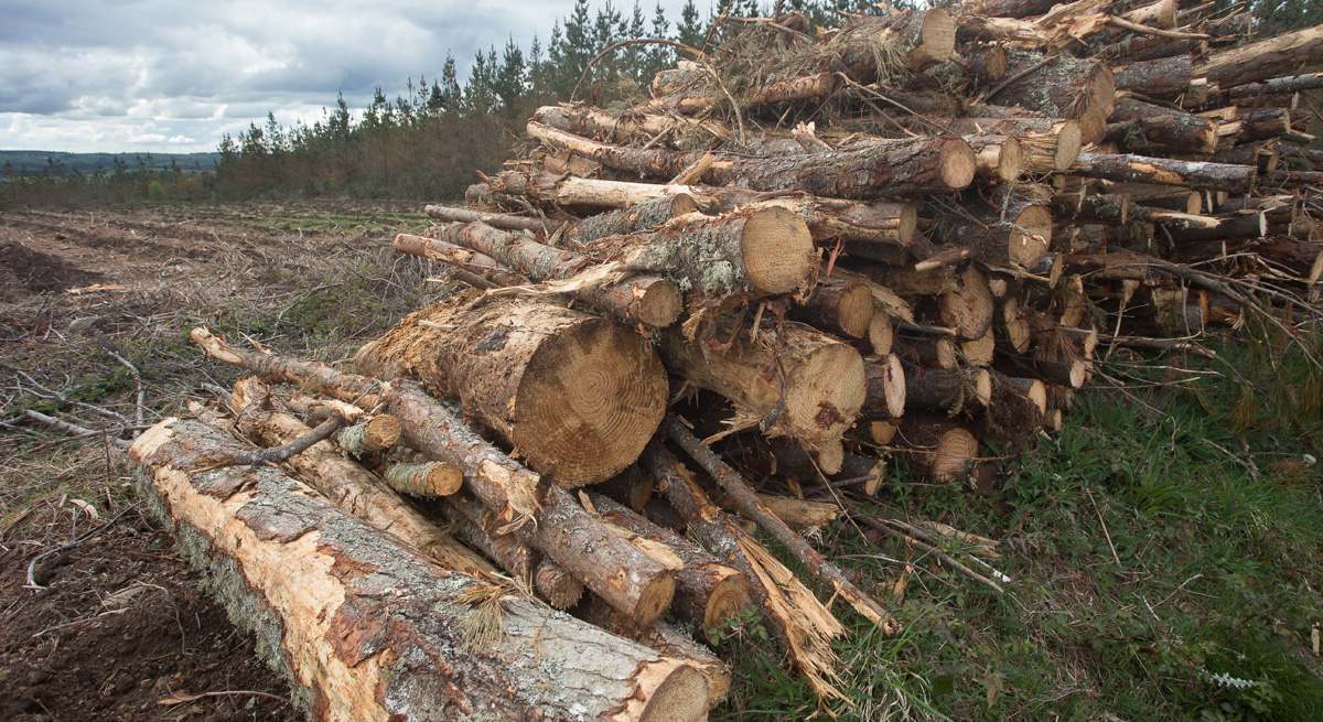 madera